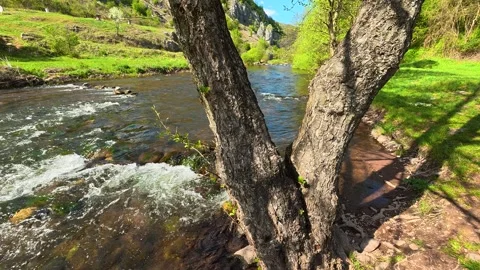River rushes past gnarled trees. Balkan, Eastern Europe, POV Stock Footage 333590209