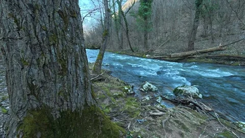 River rushes through forested, mossy banks. Mount Ozren Vidéo 330952892