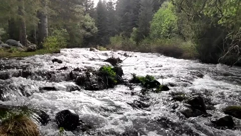 River rushig through a pine forest Slow motion Stock Footage 130529055
