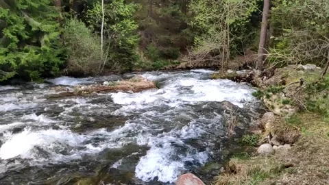 River rushig through a pine forest Slow motion Stock Footage 130529083