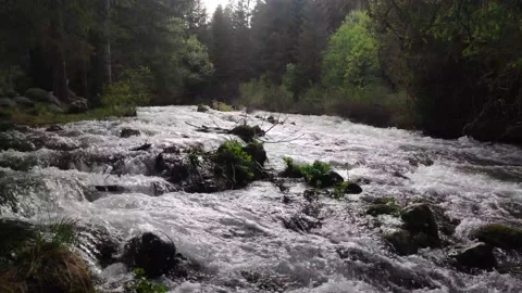 River rushig through a pine forest 4k Stock Footage 130529173