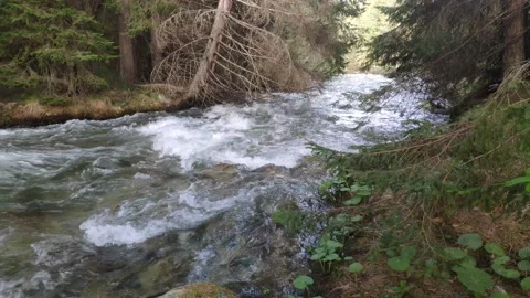 River rushig through a pine forest 4k Stock Footage 130529174