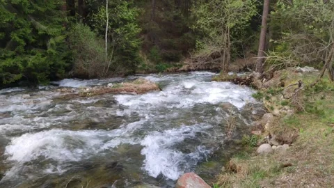 River rushig through a pine forest 4k Stock Footage 130529180
