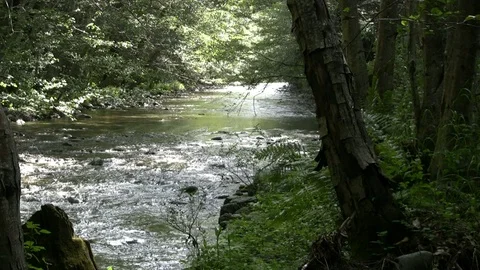River Rushing Past Mossy Forested Banks Stock Footage 106720344