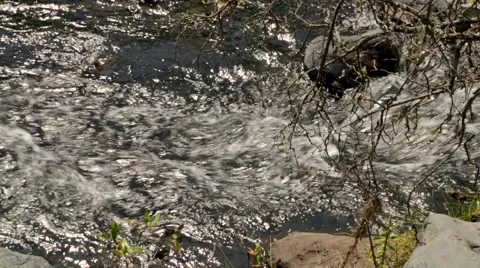River Rushing in Tanzania Stock Footage 42400323
