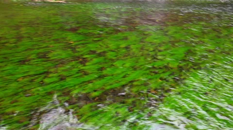 River in the Russian forest Stock Footage 48815128