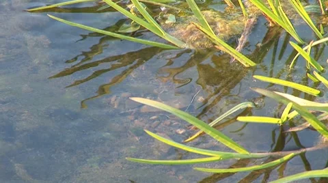 River rybnica 1 Stock Footage 8795504