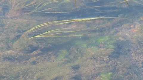 River rybnica 2 Stock Footage 8795510