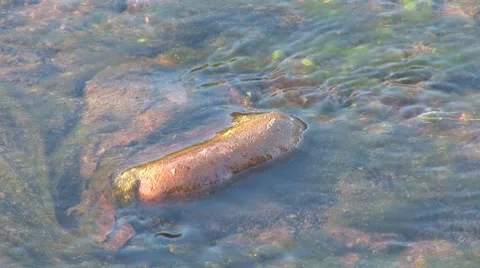 River rybnica 4 Stock Footage 8795495