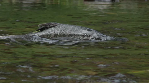 River Salmon Spawning Stock Footage 55644742