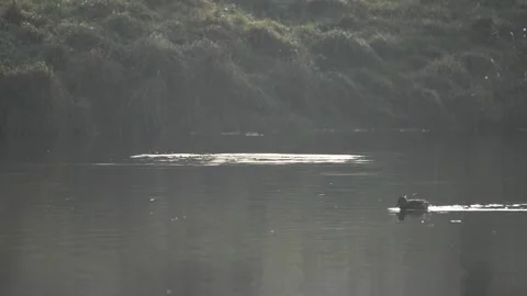 River scene with ducks swimming and great cormorant diving for fish Stock Footage 130406242