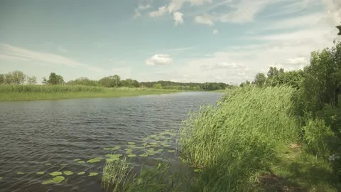 A river scene in green summer meadows and forest in the background Stock Footage 161152633