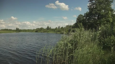 A river scene in green summer meadows and forest in the background Stock Footage 161152850