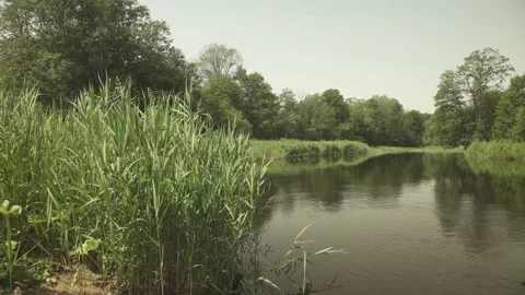 A river scene in green summer meadows and forest in the background Stock Footage 161153622