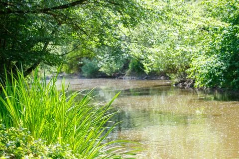 River Scene with Overhanging Trees and Tall Grass Stock Photos
