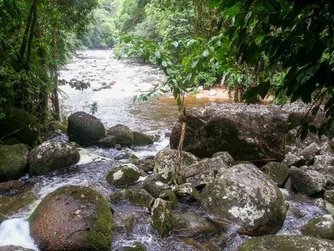 River scene in the rainforest Stock Photos