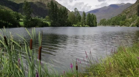River Scene with rushes. Stock Footage 56525945