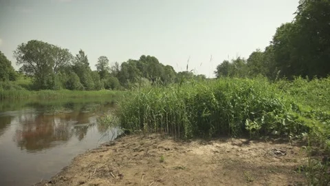A river scene with sandy shore and reeds in a summer day Stock Footage 161153586