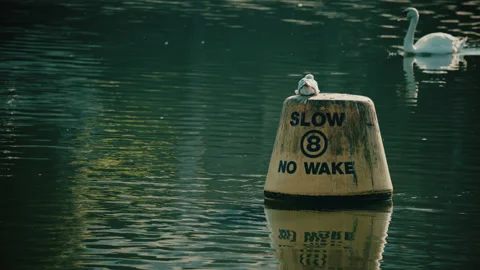 River scene of a "slow-no wake" buoy - a swan swims by creates a wake. 4K tripod Stock Footage 234725020