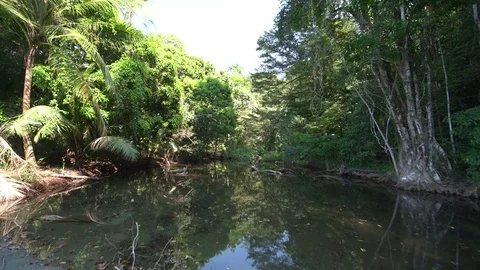 River scenes in a Costa Rican rainforest Video stock 79963147