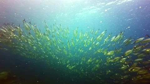 River of Schooling Fish Passing Overhead Stock Footage 337659922