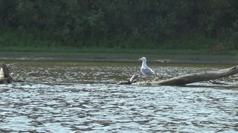 River, seagull on driftwood Stockbeeldmateriaal 52743841
