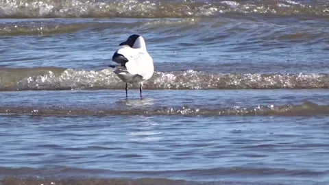 River seagull on the water Stock Footage 277076616