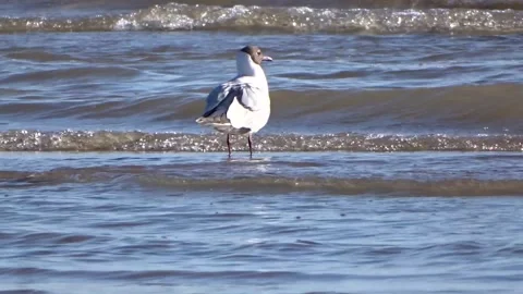 River seagull on the water Stock Footage 277076651