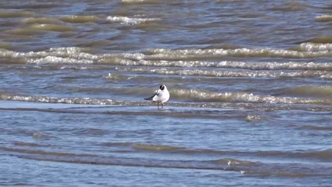 River seagull on the water Stock Footage 277076686