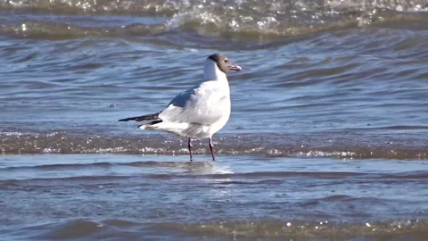 River seagull on the water Video stock 277076695
