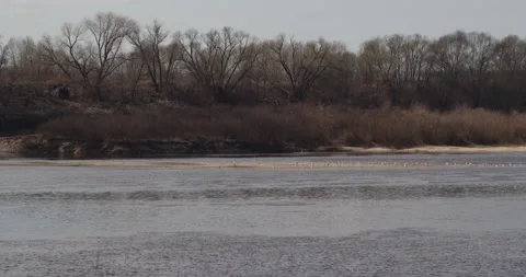 River seagulls 2 Stock Footage 131406694