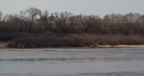 River seagulls Stock Footage 131406687