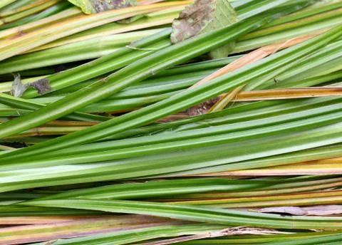 The river sedge grass Stock Photos