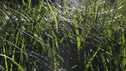 River sedge in the wind at night. Stock Footage 155159622
