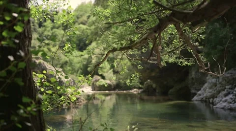 River seen through the forest Stock Footage 58779576