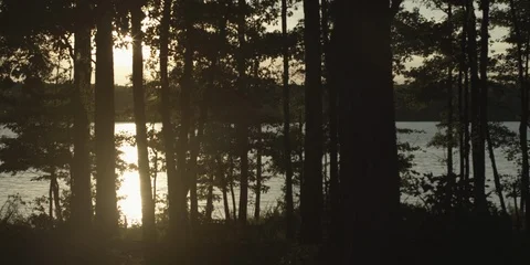 River seen through the forest trees at dusk Stock Footage 103757021