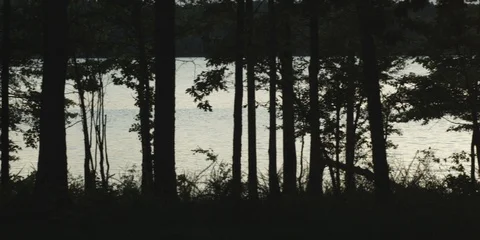 River seen through the forest trees at dusk Stock Footage 103757278