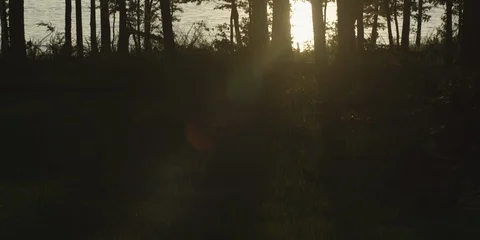 River seen through the forest trees at dusk Stock Footage 103757680