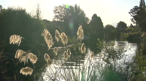 River setting in New Zealand Stock Footage 3015471