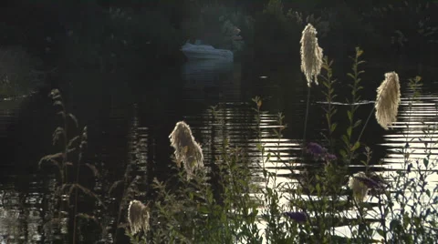 River setting in New Zealand Stock Footage 3015899