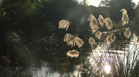 River setting in New Zealand Stock Footage 3015931