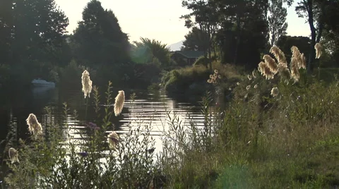 River setting in New Zealand Stock Footage 3017363