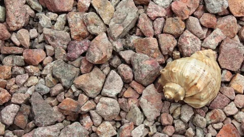 River shell against the stones background Stock Footage