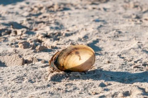 River shell lets light on wet sand Stock Photos