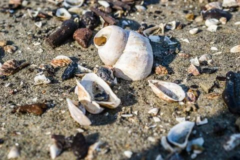 River shells on the banks of the Danube. 스톡 사진
