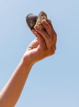 River shells in hand in nature. Close-up 스톡 사진