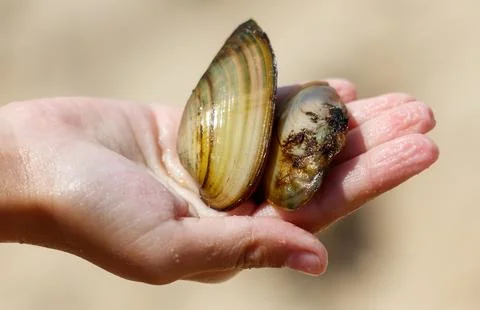 River shells in hand in nature. Close-up Foto stock