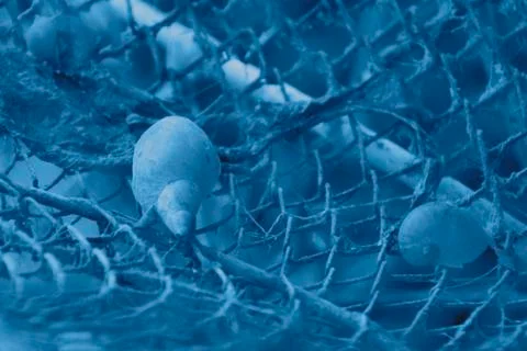 River shells in the net in the trendy classic blue color of the year. Stock Photos
