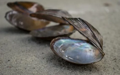 River shells on the sand. Stock Photos