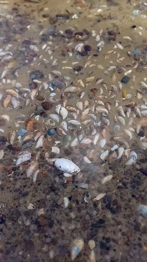 River Shells on Shallow Shore with Rippling Water, Vertical Nature Footage Stock Footage 342350707